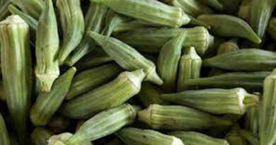 Le gombo est riche en magnésium, en folate, en fibres, en antioxydants et en vitamines C, K1 et A. Il peut aider à favoriser une grossesse saine, la santé cardiaque et la glycémie. il peut même avoir des propriétés anticancéreuses.