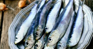 La sardine est un poisson communément pêché dans les eaux côtières du monde entier. C'est un poisson petit et argenté, qui vit en bancs denses dans les eaux côtières de l'océan Atlantique, de la Méditerranée et du Pacifique. Elle est souvent utilisée comme ingrédient dans de nombreux plats, en raison de sa saveur douce et de sa texture tendre.
